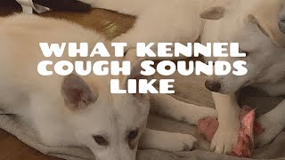 What Kennel Cough Sounds Like by Live Breathe Dogs 620,144 views 4 years ago 1 minute, 21 seconds