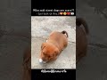 🐶🌼🙈 #trending #new #yt