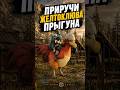 Забудь о дамаге от падения! Желтоклюв Прыгун #кримсондезерт #crimsondesert