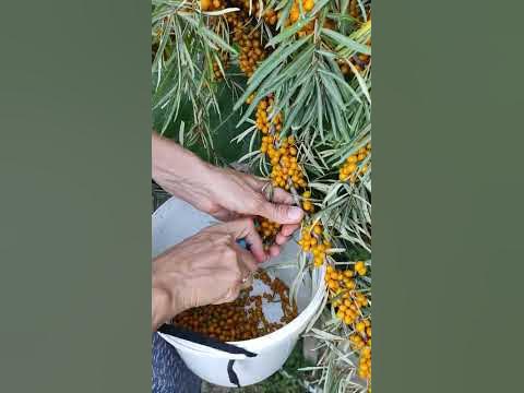 приспособление для сбора облепихи - YouTube