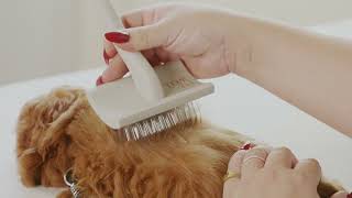 Learn how to brush your puppy!