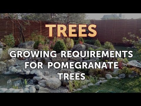 Growing Requirements for Pomegranate Trees