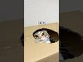 次世代AI搭載猫入りスマート貯金箱 #猫 #テクノロジー #近未来 #ai