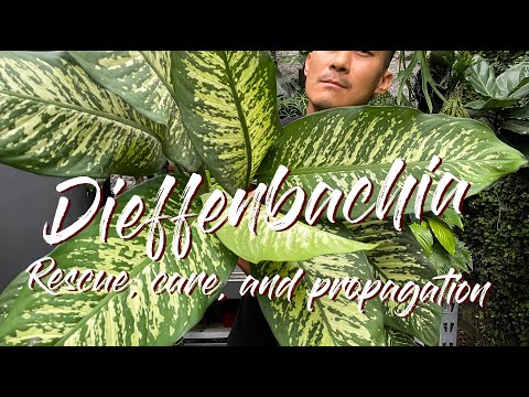 วีดีโอ: การขยายพันธุ์ Dieffenbachia - เคล็ดลับในการรูต A Dieffenbachia Clipping