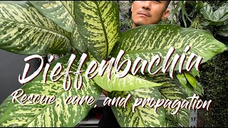 Dieffenbachia rescue by propagation and some care tips!