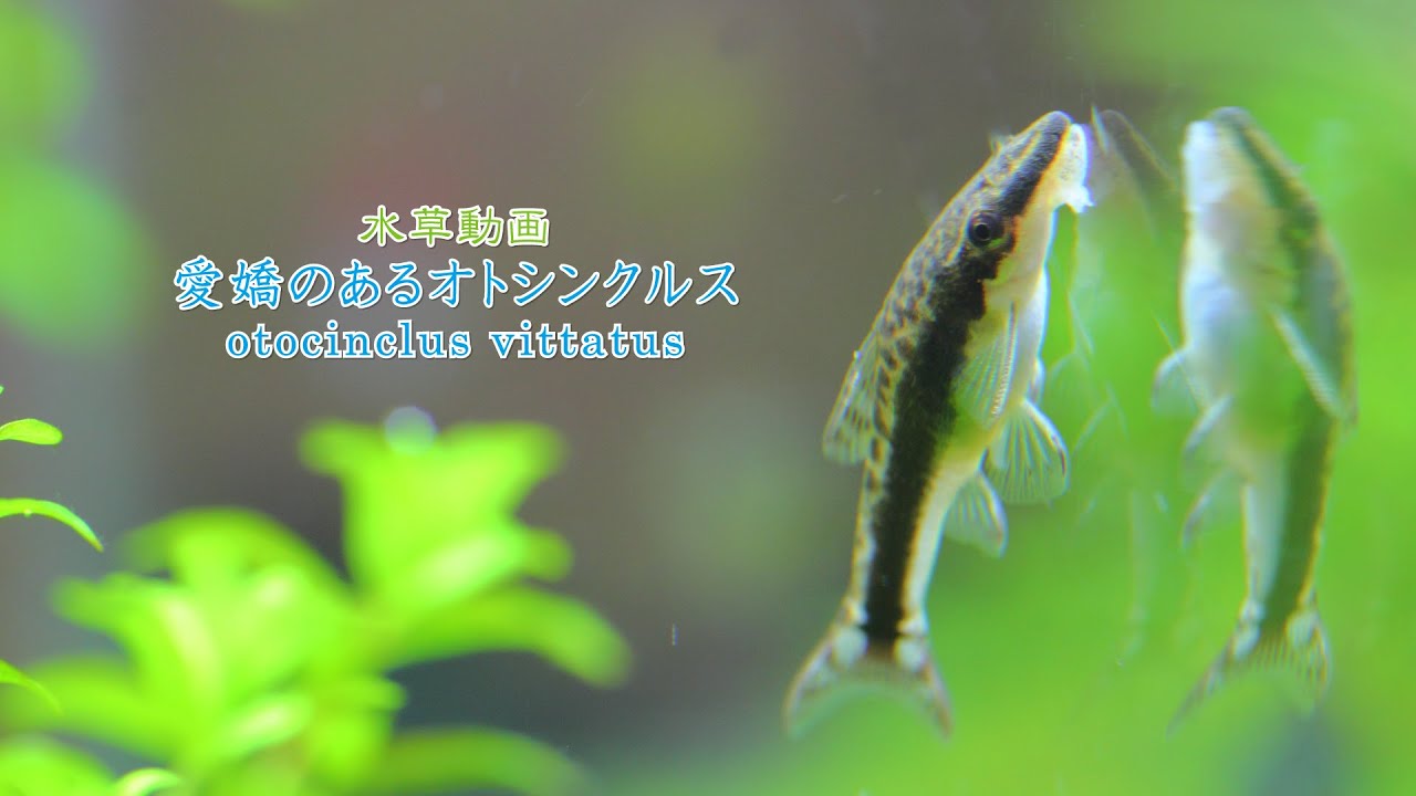 オトシンクルスの飼い方 Aquarium Library