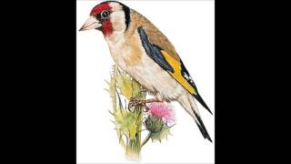 chant chardonneret kadous mouflon d or حسون الجزائر القادوس موفلون دور