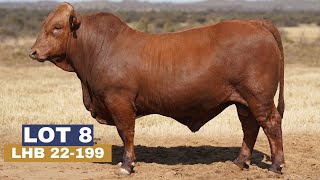 LOT 8 | BG 22 -199 | KRUGER BONSMARA VEILING