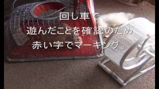 ねずみ捕獲器①　自作ネズミ捕り器ができるまでの記録動画