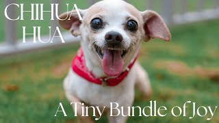 Chihuahua: A Tiny Bundle of Joy by FurryFriends 2,362 views 3 months ago 7 minutes, 47 seconds