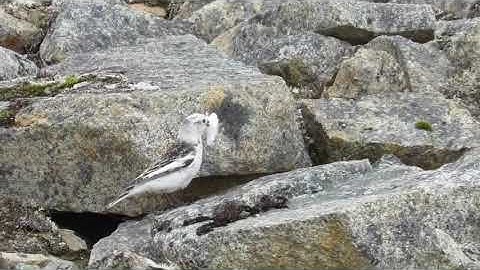 Snow Bunting Building a Nest