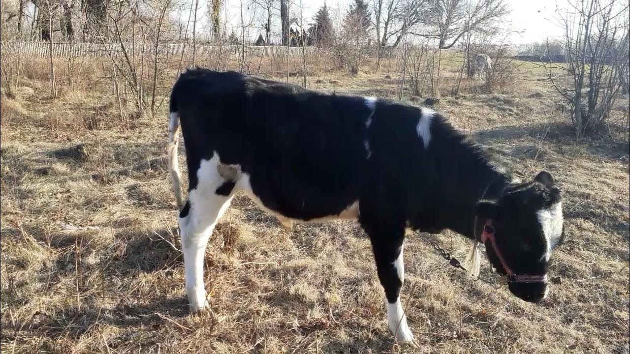 Бычки видео. Ютуб бычки на откорме. Бычки видео. Откорм бычков астраханская область. Бычки видео.