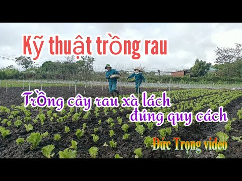 Video: Cây xà lách: giống, cách trồng trọt, đặc tính hữu ích