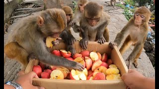 Feeding red Delicious fresh Apple to the lovely monkey