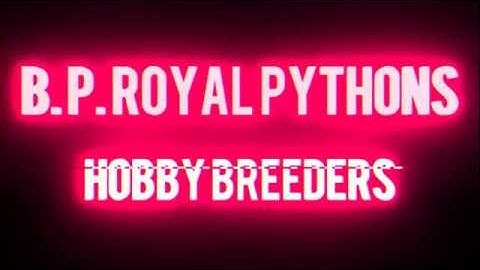 Candling ball python eggs