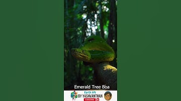 Emerald Tree Boa 🐍 | The Camouflaged Predator of the Rainforest 🌿