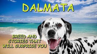 DALMATA  ORIGINS, PHYSICAL APPEARANCE, TRAINING, NUTRITION OF AN ELEGANT DOG.