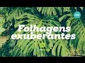7 plantas com folhagens exuberantes