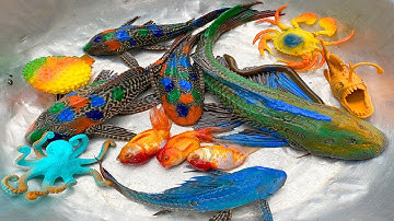 Kem Chanel và mèo hồng ra ao kéo vó, bắt được cá màu sắc, cá vàng, cá chép, cá sấu, cá mập, cá beta