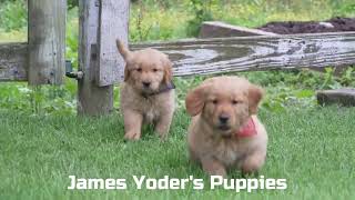 James Yoder's Golden Retriever Puppies
