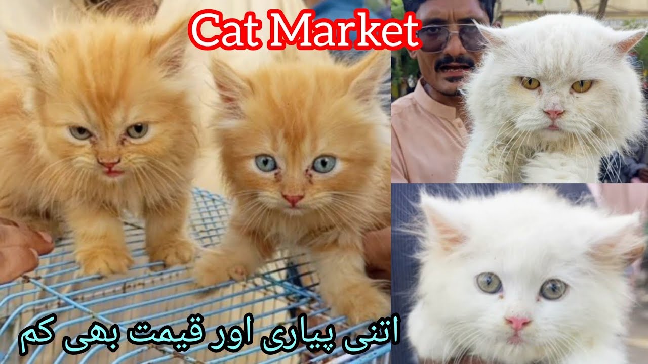 Cat Kittens Market | Pet Market in Pakistan | Saddar Cats Market | Persian Cat Kittens | Cat Videos 