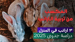 مشروع تربية الأرانب في البيت 2025 | 3 أرانب بأقل تكلفة وأعلى ربح للمبتدئين