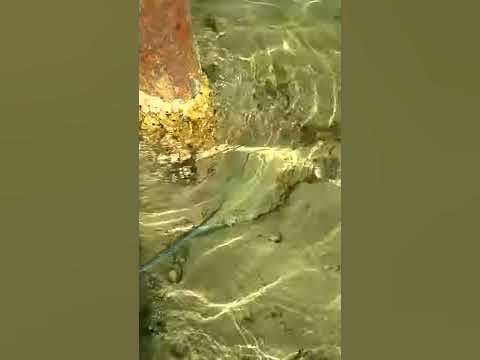 Скат в красном море - YouTube