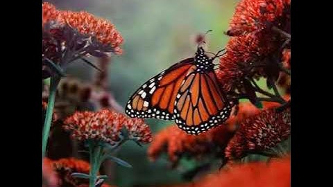 سورة الاخلاص مكررة اكتر من مرة بصوت الشيخ عبد الباسط عبد الصمد