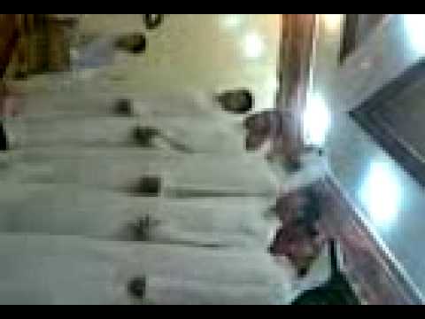 عايد الزقروطي ١٩ ٦ ٢٠٠٩