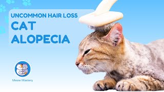 Solving Cat Alopecia: Uncommon Hair Loss Causes by Meow Mastery 23 views 2 months ago 4 minutes, 59 seconds
