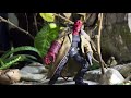 Hellboy  (stop motion)