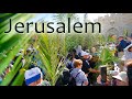 JERUSALEM CELEBRATES PALM SUNDAY 🌿🌿🌿💚