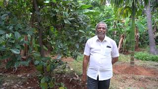 Vietnam Super Early Jackfruit, விவசாயின் அனுபவம்
