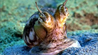 Papua New Guinea's Hidden Reef - The World's Most Diverse Underwater Eden