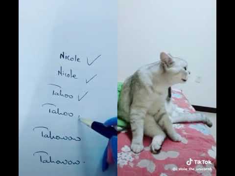 Yanis Tik Tok Un Chat Qui Apprend A Lire Youtube Yanis Tik Tok Un Chat Qui Apprend A Lire Youtube
