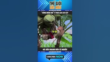 “CÔNG NHÂN KHỈ” Ở THÁI LAN LEO CÂY HÁI DỪA NHANH HƠN CẢ NGƯỜI!