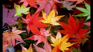 旧古河庭園で紅葉が見頃