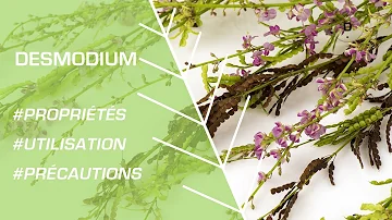 What is desmodium used for?