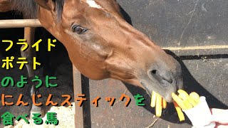 フライドポテトのように にんじんスティックを食べる馬 Youtube