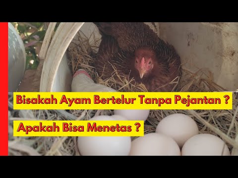 Video: Apakah ayam jantan pernah bertelur?