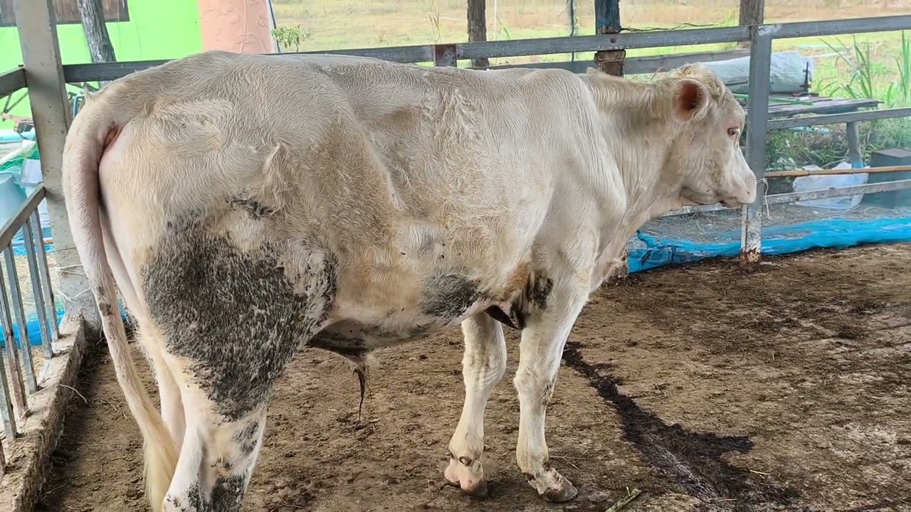 Charolais (ชาโรเล่ส์) วัวแม่พันธุ์