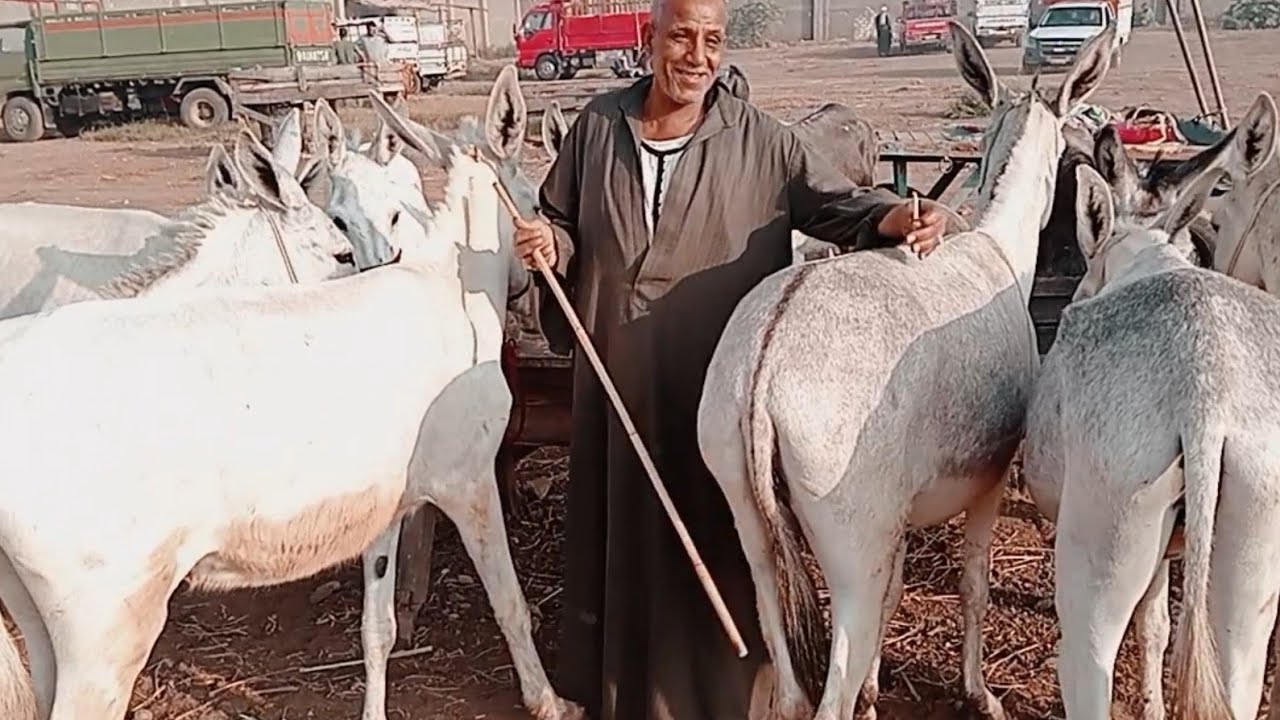 اسعار الحمير في سوق دسوق كفر الشيخ يوم 29/5/2024