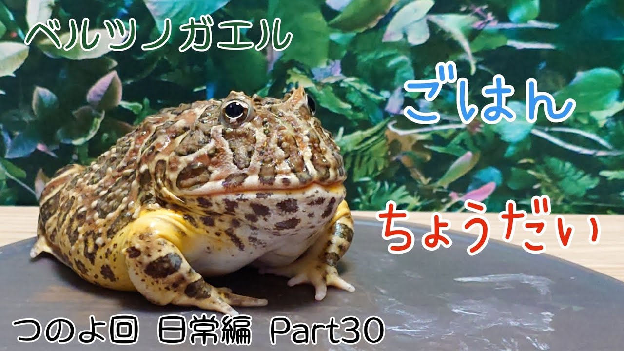 ベルツノガエルのつのよ　ごはんを待つ　日常編　Part30