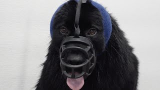 Newfoundland dog tries to eat air tube of death