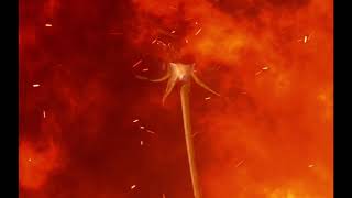 Aldous Harding - Stop your Tears