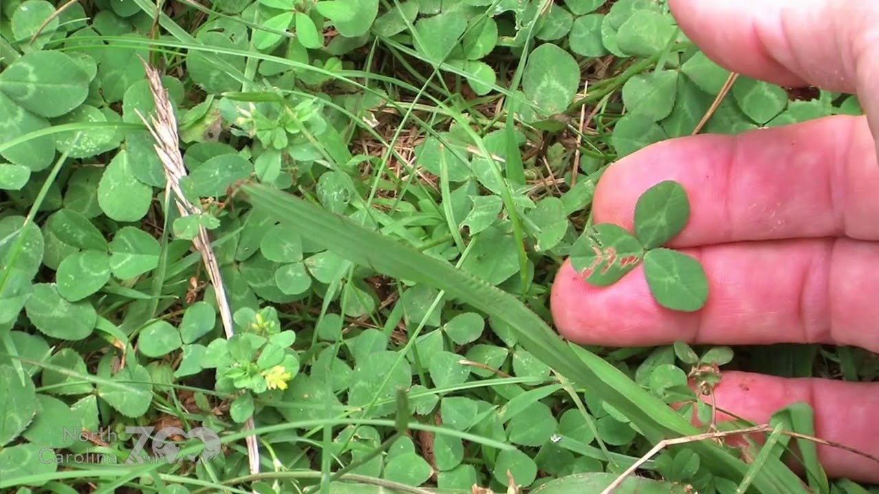 Neighborhood Naturalist: Non-Native Resident Species