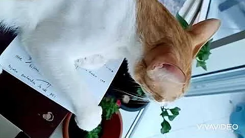 Video 4404991: mau cat, purring loudly, sweet cat