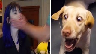 Pets that will make you laugh until tomorrow morning by Paws Planet 356,013 views 1 year ago 1 hour