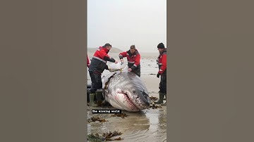 We have saved a shark tangled in plastic - Here