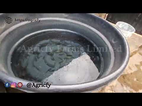 Supplying 2,000 Juvenile To A Customer in Lagos State | Catfish Farming At Home